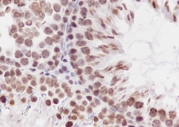 Di-Methyl-Histone H3 (Lys79) antibody