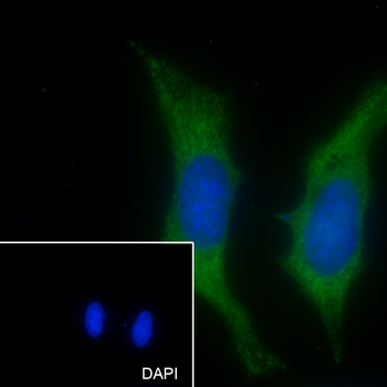 VPS18 antibody