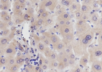 VPS18 antibody