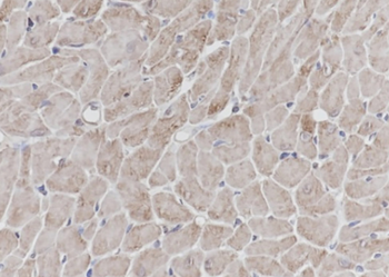 VPS18 antibody