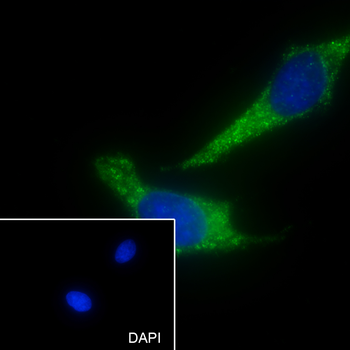 Cpn10 antibody