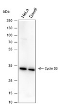 Cyclin D3 antibody