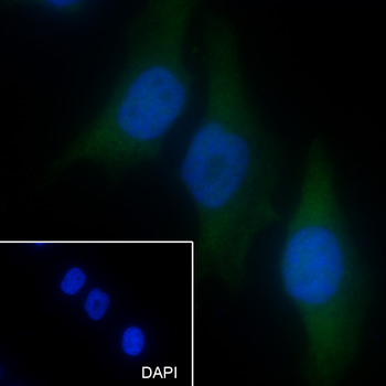 Cyclin D3 antibody