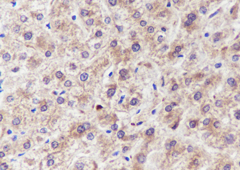 GPNMB antibody