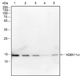 Crotonyl-Histone H2B (Lys11) antibody