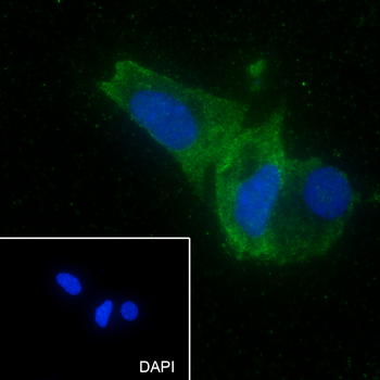 PTGER2 antibody