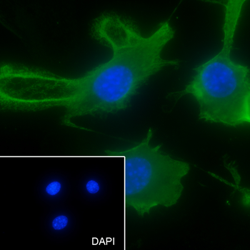 PTGER2 antibody