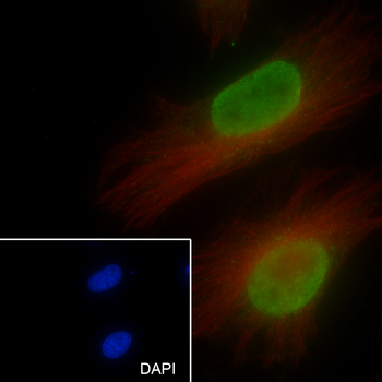 Histone H3 (NT) antibody