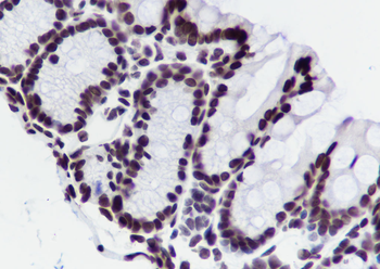 Histone H3 (NT) antibody