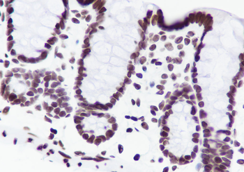 Histone H3 (NT) antibody