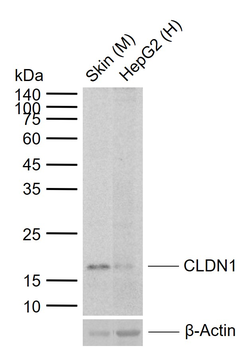 CLDN1 antibody