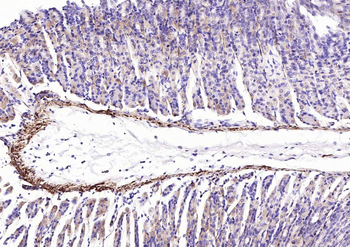 pan (alpha) actin antibody