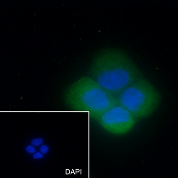 Keratin 16 antibody