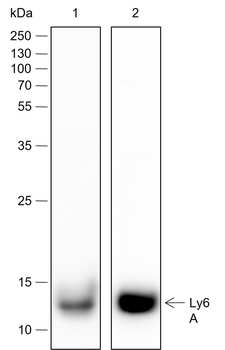 Ly6A antibody