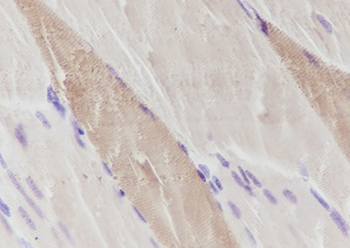 MYL3 antibody