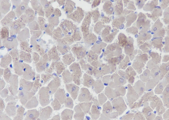 MYL3 antibody