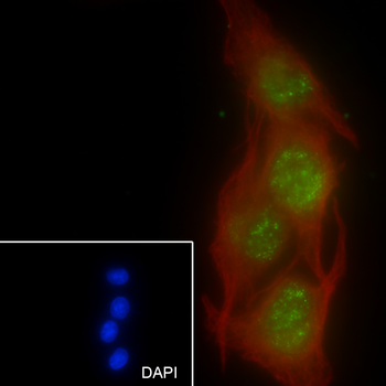 WWOX antibody