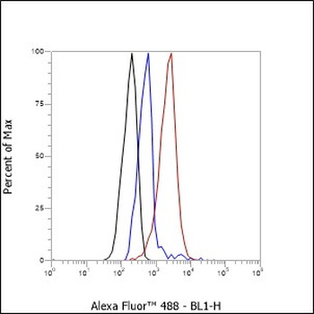 WWOX antibody