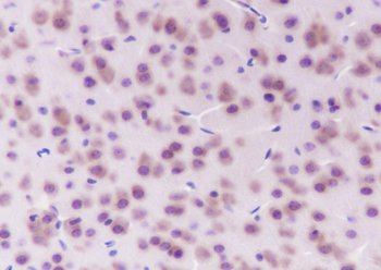 Eef1g antibody