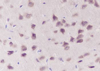 Eef1g antibody