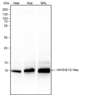 Acetyl-Histone H4 (Lys5/8/12/16) antibody