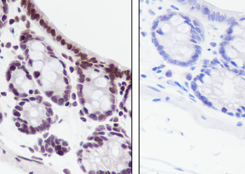 Propionyl-Histone H3 (Lys56) antibody