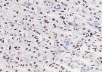 Mono-Methyl-Histone H3 (Lys79) antibody