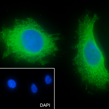 PTGER2 antibody