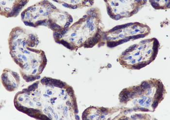 PTGER2 antibody