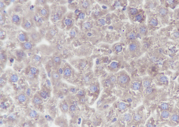 PTGER2 antibody