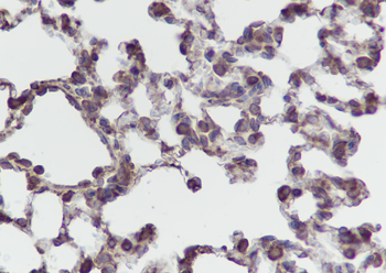 PTGER2 antibody