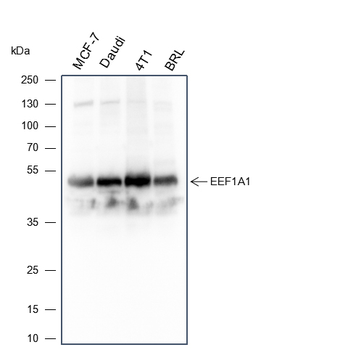 EEF1A1 antibody