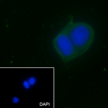 EEF1A1 antibody