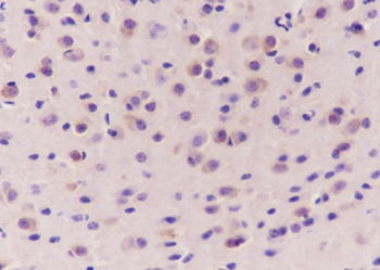 EEF1A1 antibody