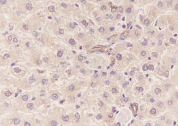 EEF1A1 antibody