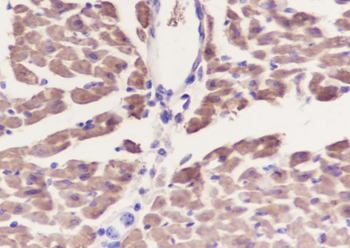 ATP5A1 antibody