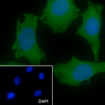 UGDH antibody