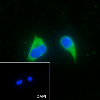 BAP31 antibody