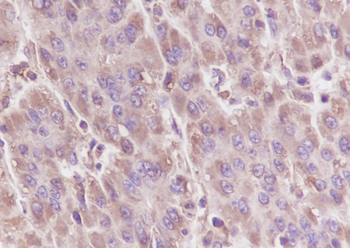 GNB3 antibody