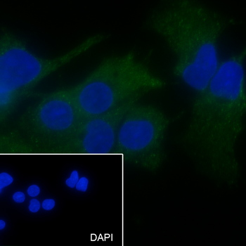 GNA13 antibody