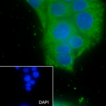 SLC9A9 antibody