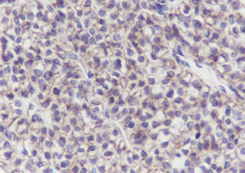 SLC9A9 antibody