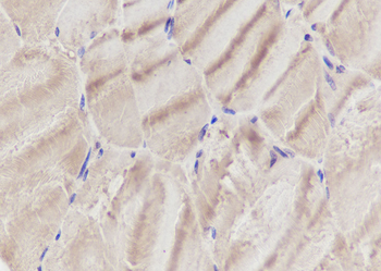 SLC9A9 antibody