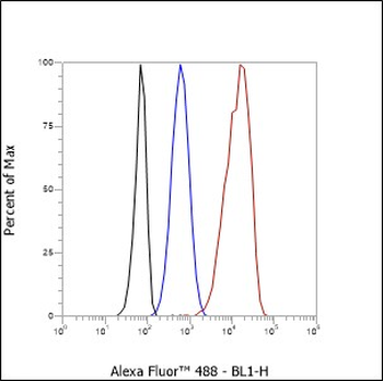 p130 Cas antibody