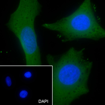 P2RX4 antibody