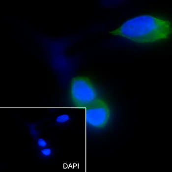 EIF3M antibody