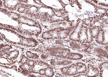 ERCC1 antibody