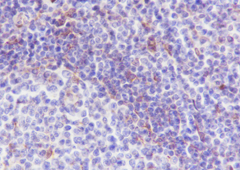 VISTA antibody