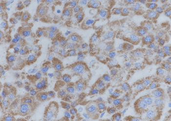 UQCRC2 antibody