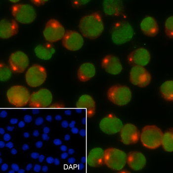 SETDB1 antibody